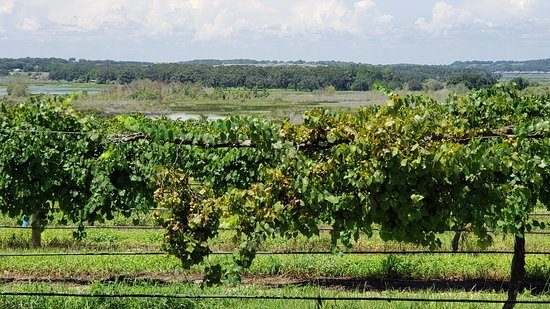 Lakeridge Winery & Vineyards — imagem 2 do acervo