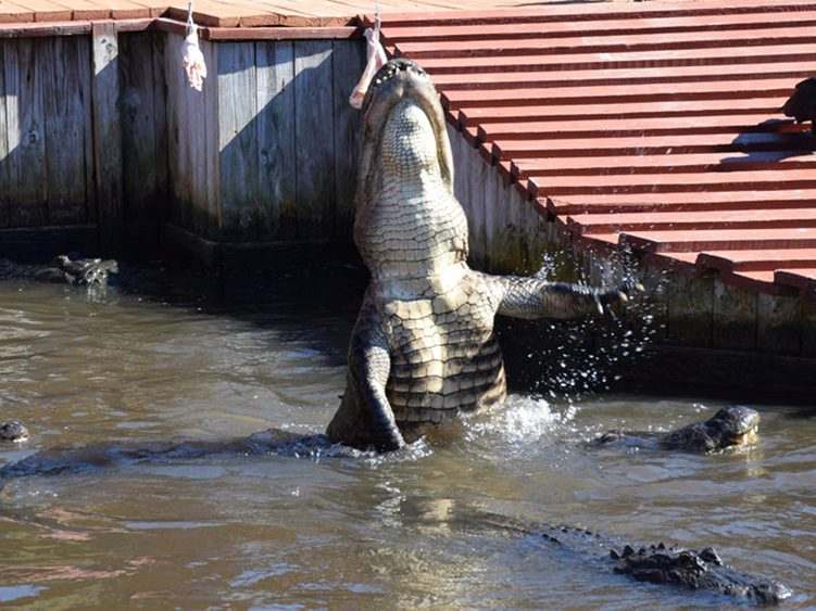 Gatorland
