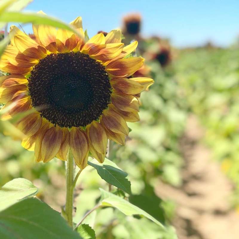Southern Hill Farms