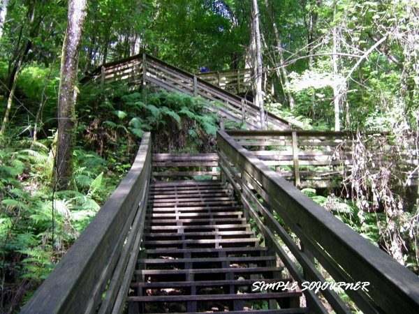 GEOLOGY OF DEVIL's MILLHOPPER/Hidden Miniature Rain Forest — imagem 1 do acervo