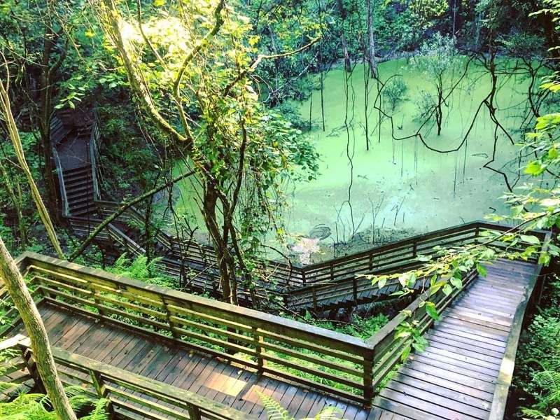 GEOLOGY OF DEVIL's MILLHOPPER/Hidden Miniature Rain Forest