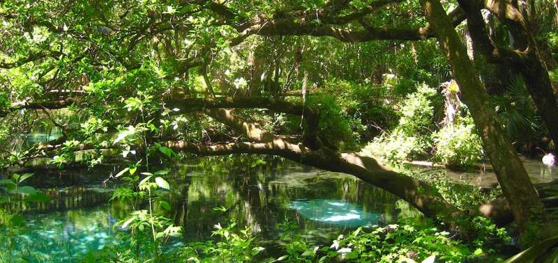 Juniper Springs — imagem 2 do acervo