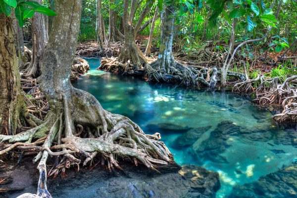 Juniper Springs — imagem 4 do acervo