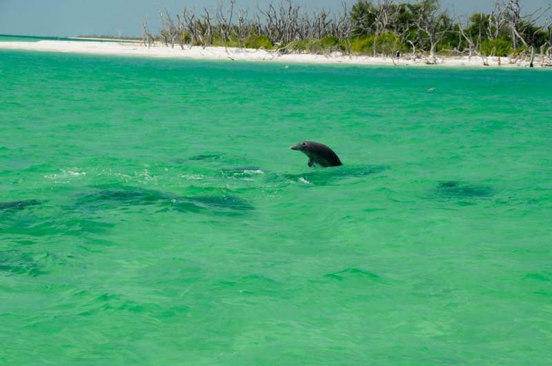 Cayo Costa — imagem 1 do acervo