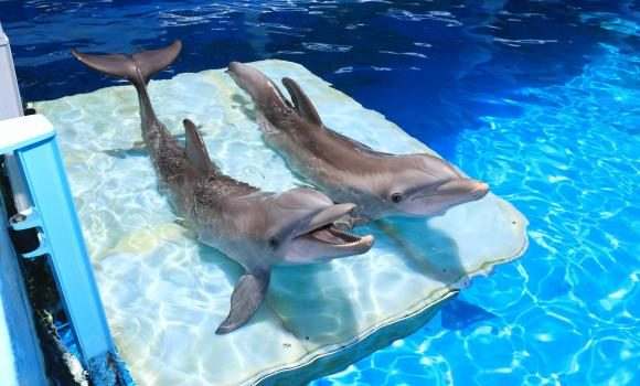 Clearwater Aquarium — imagem 1 do acervo