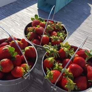 Sledd's U-Pick Farm / U-Pick Strawberry Farm — imagem 3 do acervo