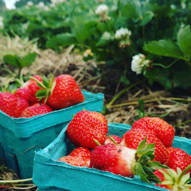 Sledd's U-Pick Farm  / U-Pick Strawberry Farm