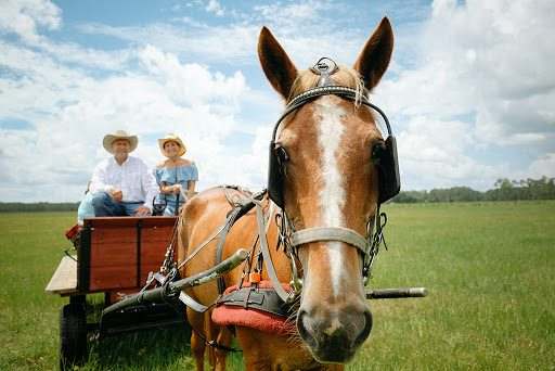 Andalusia Cattle