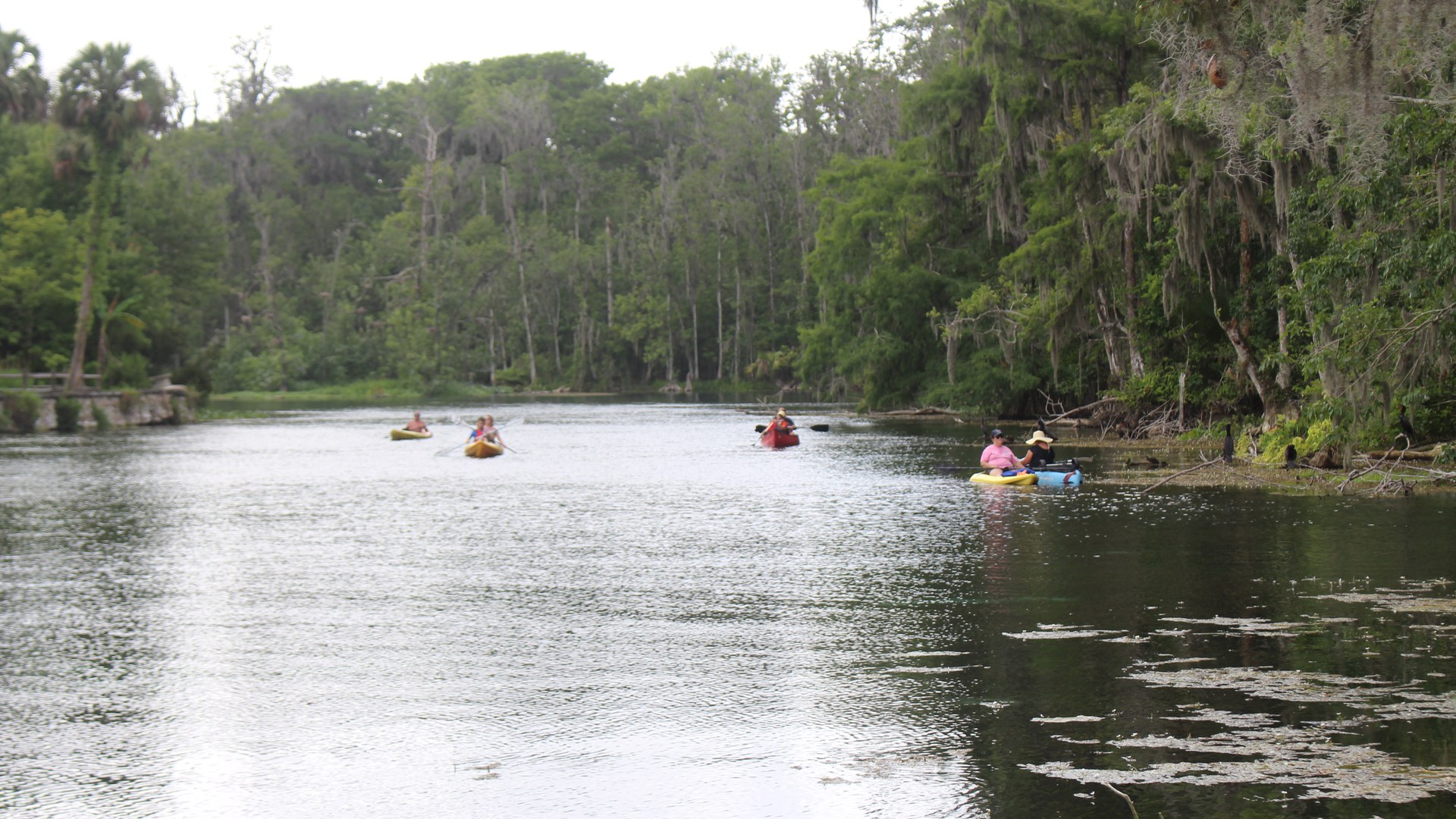 Quatro caiaques coloridos, com remadores de colete e chapéu, no Silver River, entre árvores altas com barba-de-velho, no Silver Springs State Park