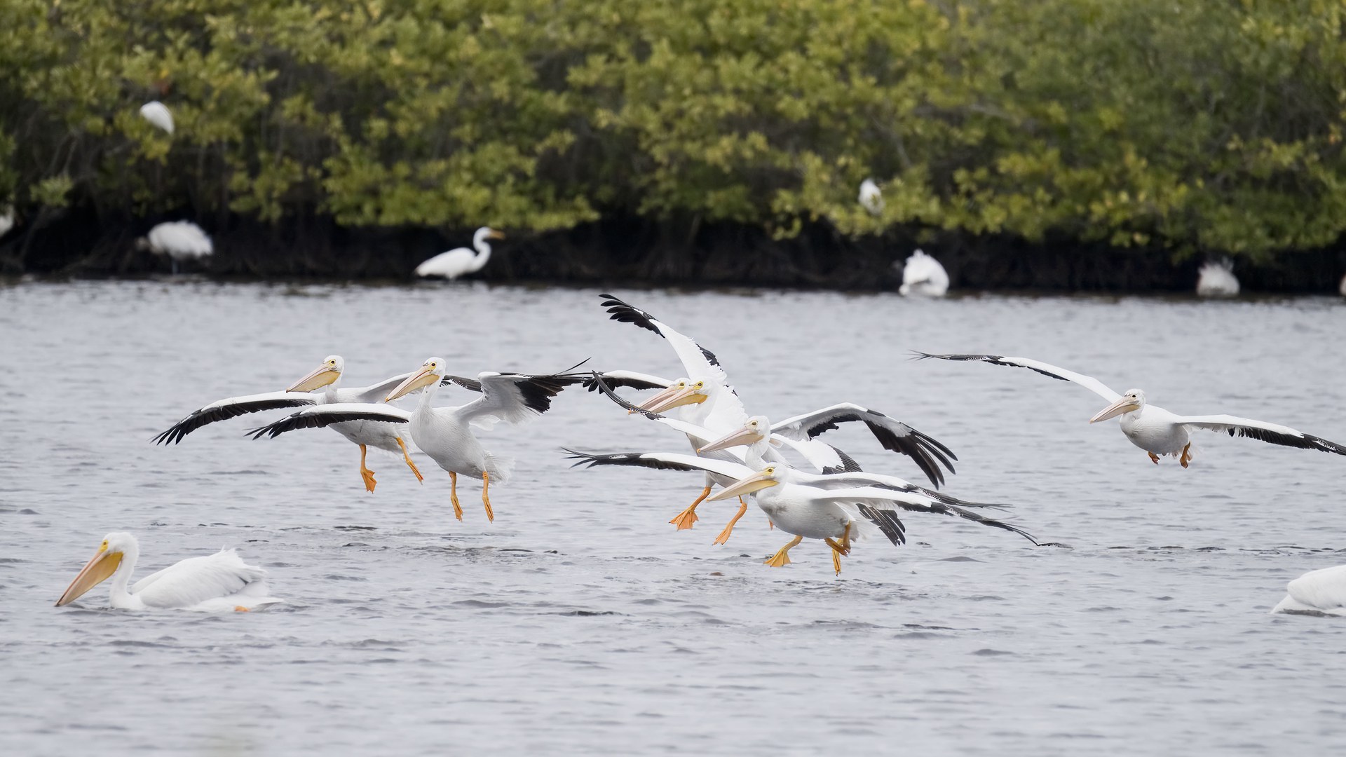 Bando de pelicanos-brancos, de bico amarelo-alaranjado e ponta das asas preta, pousando na água em Merritt Island, com garças brancas no mangue ao fundo